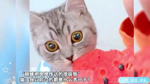 什么瓜猫可以吃,哪些瓜果猫可以放心享用