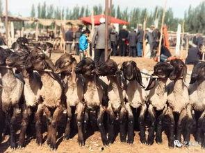 新疆吃瓜群众视频,揭秘当地生活风情