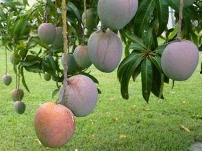 羽禾吃瓜,揭秘娱乐圈幕后故事