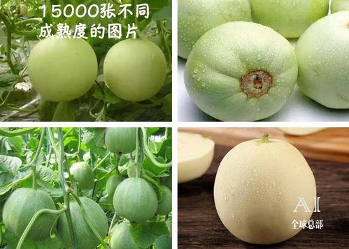 福佑奶吃瓜,揭秘娱乐圈幕后真相