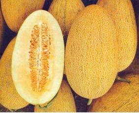 吃哈密瓜会变白,吃哈密瓜变白的神奇魔力揭秘