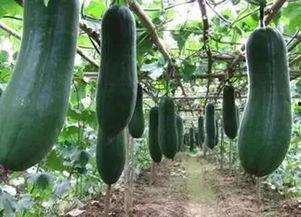 秋天应该吃秋瓜吗